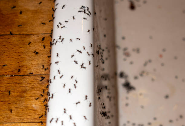 Best Termite Control Services  in Palm Springs, CA